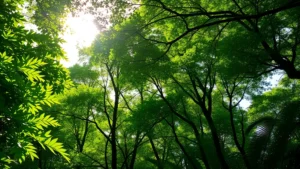 Lush forest canopy with sunlight filtering through dense green leaves, vibrant biodiversity visible, pristine natural landscape representing ecosystem health and carbon sequestration value