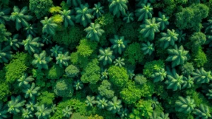 Aerial view of intact tropical rainforest canopy with diverse green vegetation layers, sunlight filtering through, no visible text or development