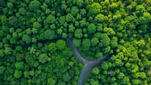 Aerial view of intact tropical rainforest canopy with meandering river tributaries, sunlight filtering through dense green vegetation, showing ecosystem complexity and water system interconnections