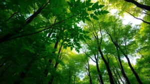 Lush green forest canopy viewed from forest floor with sunlight filtering through leaves, showcasing ecosystem biodiversity and carbon sequestration services in a temperate woodland setting