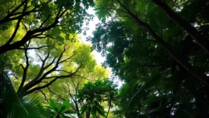 Lush tropical forest canopy with diverse tree species, sunlight filtering through leaves, showing ecological richness and natural capital value without any text or labels