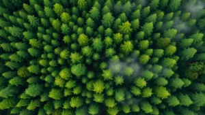Aerial photograph of pristine old-growth forest canopy with diverse green layers, morning mist between trees, untouched natural ecosystem