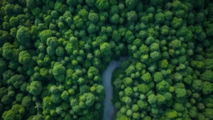 Aerial view of lush tropical forest canopy with dense green vegetation and winding river, photorealistic, natural lighting, showing ecosystem complexity and carbon storage potential