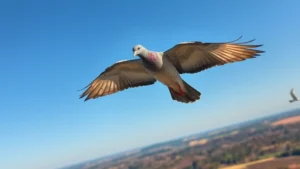 A carrier pigeon in flight against a clear blue sky, wings spread wide showing detailed feather patterns, natural sunlight illuminating its body, flying over a diverse landscape with forests and fields visible below