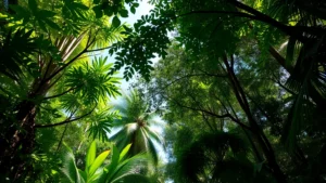 Lush tropical rainforest canopy with diverse vegetation layers, sunlight filtering through leaves, representing carbon sequestration and biodiversity value in pristine ecosystem