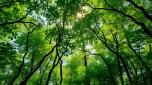 Lush forest canopy with diverse vegetation layers filtering sunlight through leaves, demonstrating carbon sequestration and air purification ecosystem services in natural setting