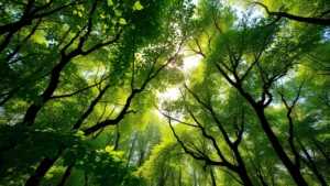 Lush green forest canopy with sunlight filtering through leaves, showing dense biodiversity and healthy tree ecosystem, photorealistic nature photography