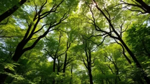 Lush forest canopy with diverse tree species and sunlight filtering through leaves, showing natural nutrient cycling and circular material flows in a healthy ecosystem