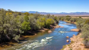 Rio Grande valley with flowing water surrounded by cottonwood riparian forest under clear New Mexico sky, mountains in distance, natural ecosystem health