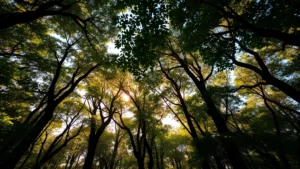 Dense forest canopy with golden sunlight streaming through leaves, showing interconnected ecosystem with diverse vegetation layers and natural biodiversity