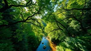 Aerial photograph of diverse forest canopy with sunlight filtering through leaves, showing healthy green vegetation and natural water features reflecting sky, photorealistic nature landscape without text