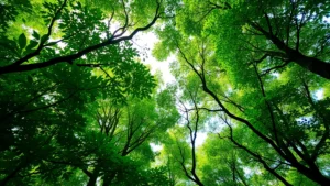 Lush green forest canopy viewed from below with sunlight filtering through dense leaves, showing rich biodiversity and healthy ecosystem complexity with no visible text or labels