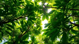 Lush tropical forest canopy with sunlight filtering through dense green leaves, showcasing biodiversity and carbon sequestration potential in natural ecosystem
