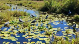 Wetland ecosystem recovering with diverse native plants, water birds, and clear water, demonstrating biodiversity restoration through sustainable land management practices without human infrastructure visible