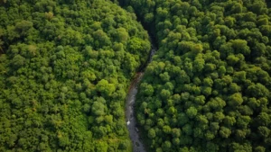 Aerial photograph of intact tropical rainforest canopy with river winding through dense vegetation, showing biodiversity hotspot with multiple forest layers and vibrant green coloration