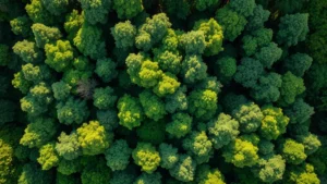 Aerial view of intact forest canopy with diverse tree species showing natural green landscape, sunlight filtering through leaves, representing carbon sequestration and biodiversity services