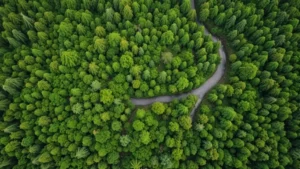 Aerial view of lush green forest canopy with winding river, showing intact ecosystem providing natural resources and carbon sequestration services for human communities below