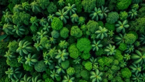 Aerial view of intact tropical rainforest canopy with diverse tree species and lush green vegetation, demonstrating biodiversity and carbon sequestration capacity for economic ecosystem services
