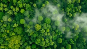 Aerial view of tropical forest canopy with mist rising, diverse green vegetation creating natural texture patterns, sunlight filtering through layers of trees, representing biodiversity and carbon sequestration value
