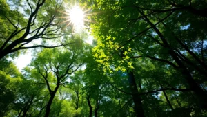 Lush forest canopy with sunlight filtering through leaves, representing environmental systems and data flow integration in natural ecosystems