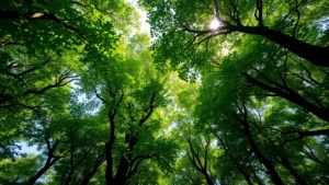 Lush green forest canopy viewed from below with sunlight filtering through leaves, representing natural capital and ecosystem services providing economic value to human societies