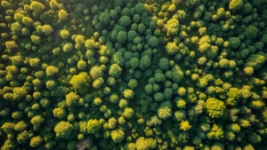Aerial view of reforested landscape with young trees and mature forest canopy creating natural patchwork pattern, morning sunlight filtering through leaves, vibrant green ecosystem in recovery