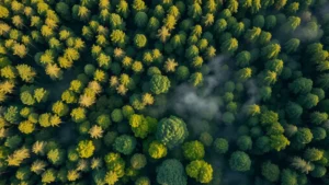 Aerial view of healthy temperate forest with diverse tree canopy and understory vegetation, morning mist rising from the forest floor, no human structures visible, photorealistic natural lighting